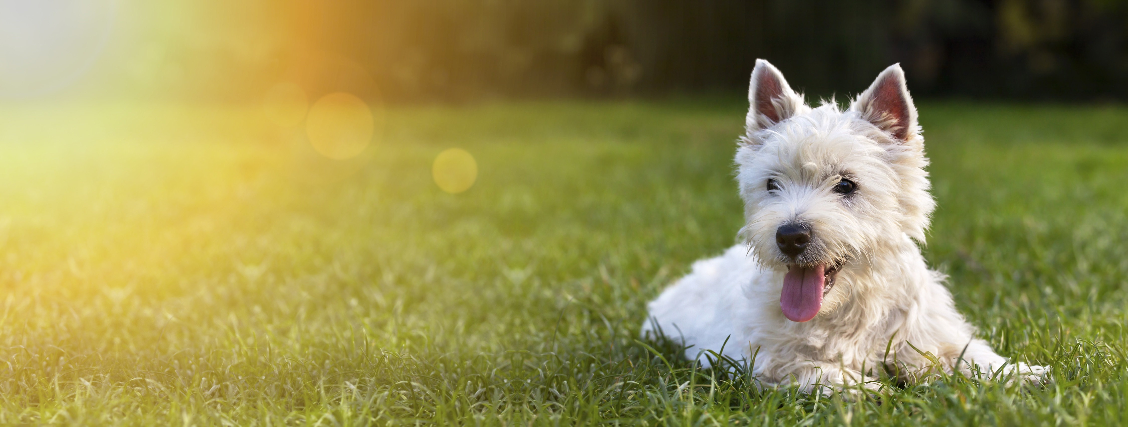 5 tipp a tökéletes fotóhoz a kutyusodról