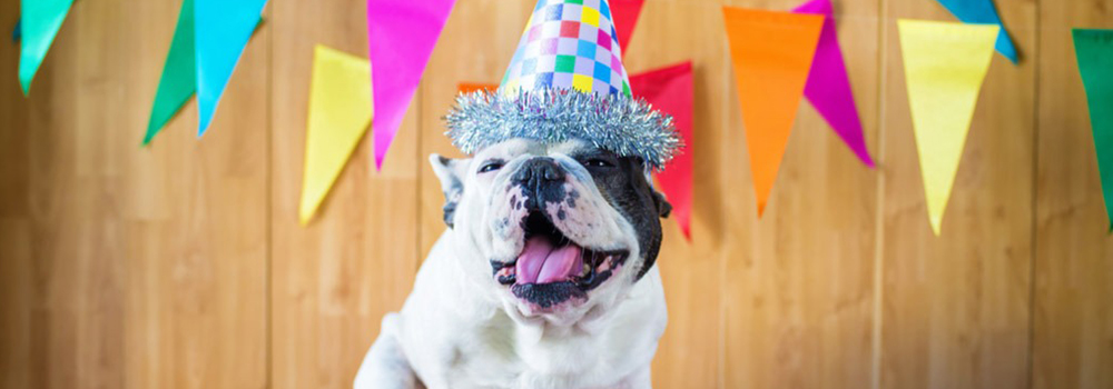 Hogyan ünnepeld a kutyusod szülinapját