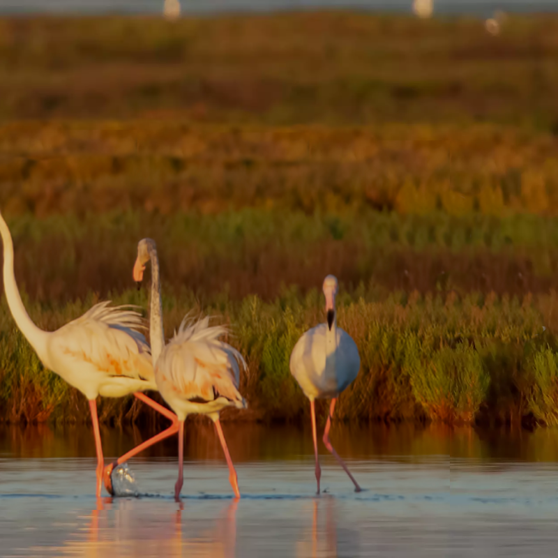 almo nature banner 2